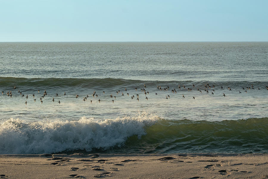 A Flock of Birds in Flight Over the Ocean Photograph by Matthew DeGrushe