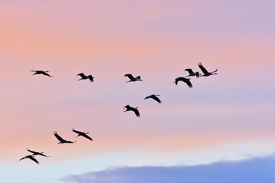A flock of cranes is flying in V-formation through the colorful sky at sunset Photograph by Ulrich Kunst And Bettina Scheidulin