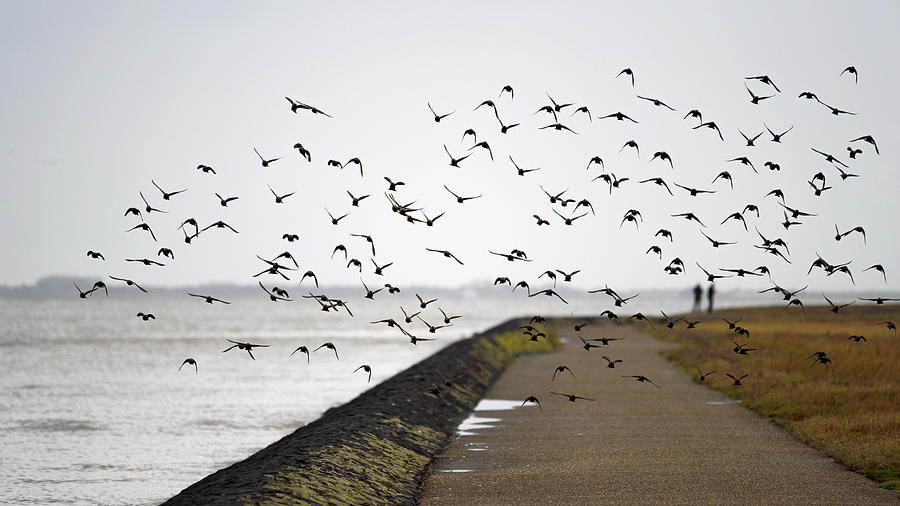 A flock of European starlings near the beach Photograph by Anges Van der Logt
