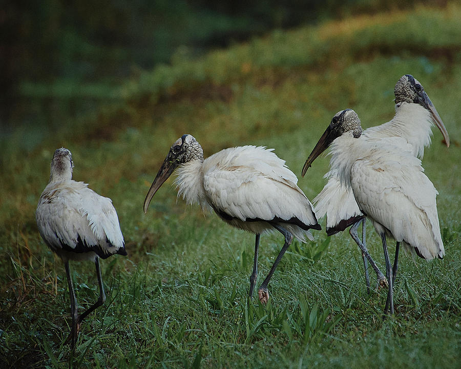 A Flock of Ibis Photograph by John Simmons