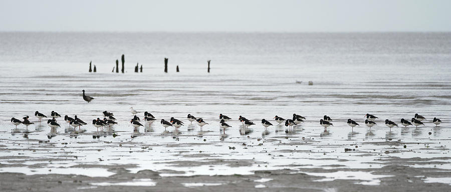 A flock of Oystercatchers on the beach Photograph by Anges Van der Logt