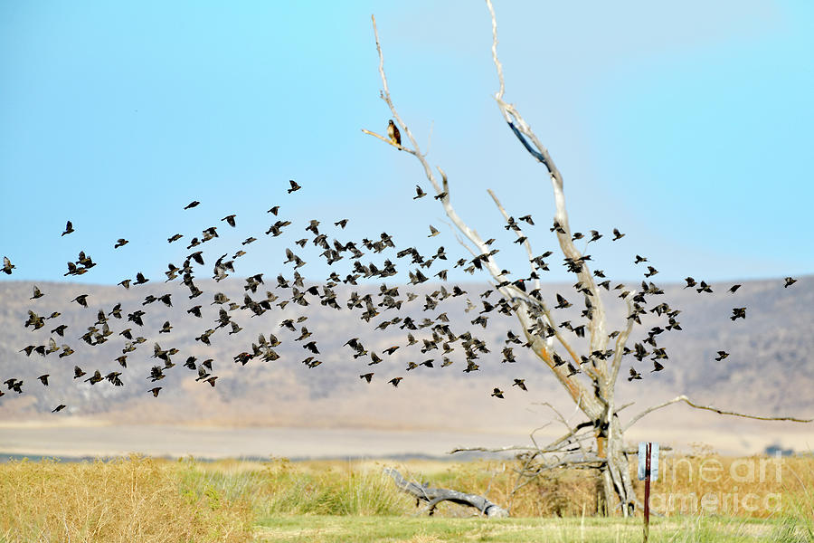 A Flock of Red-winged blackbird Photograph by Amazing Action Photo Video