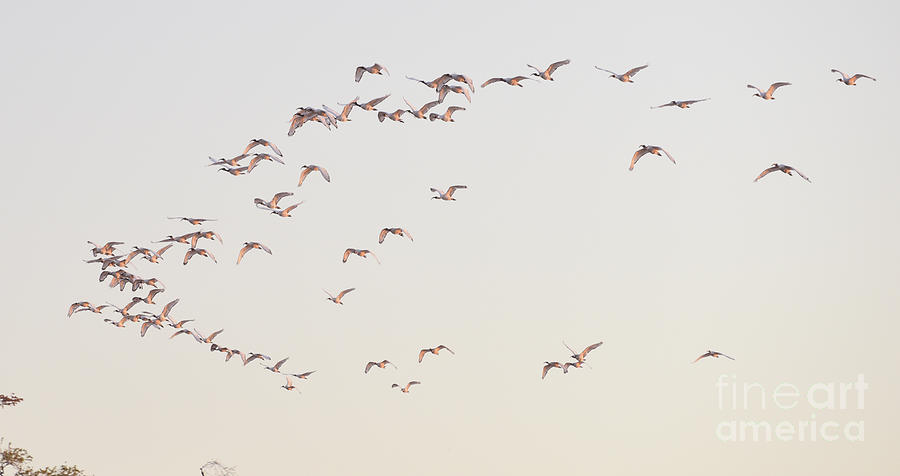 A Flock Of Sacred Egyptian Ibis Fly Over The Zambezi River In Zambia Photograph by Tom Wurl