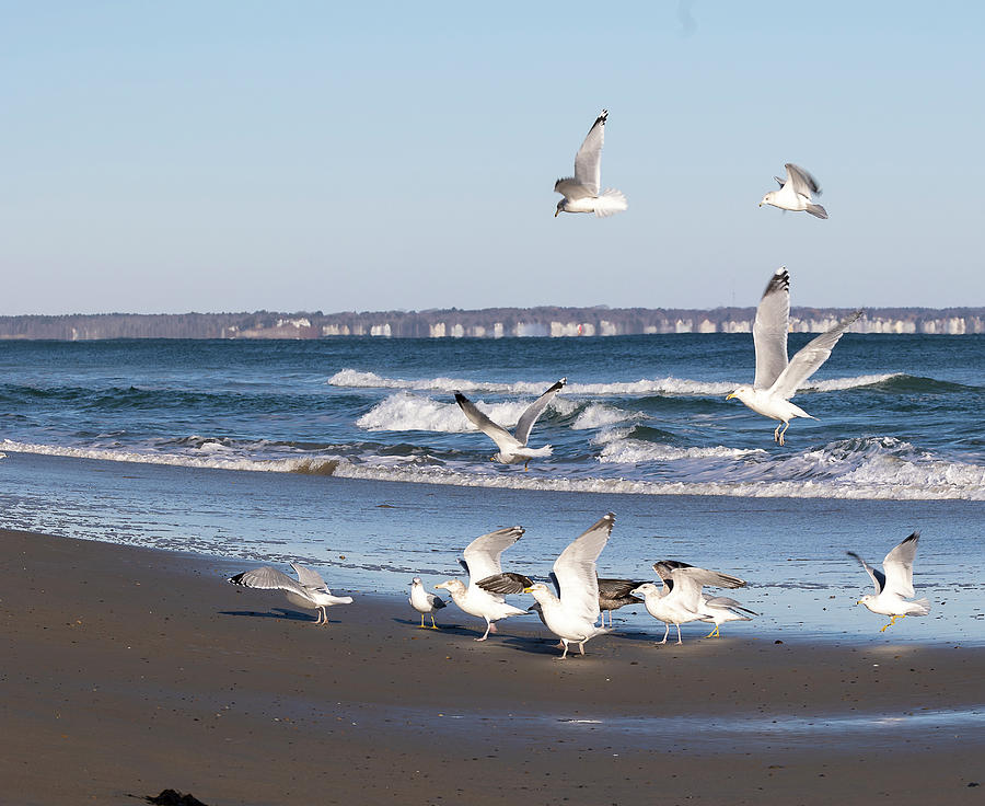 A Flock Of Sea Gulls  Photograph by Catherine Grassello