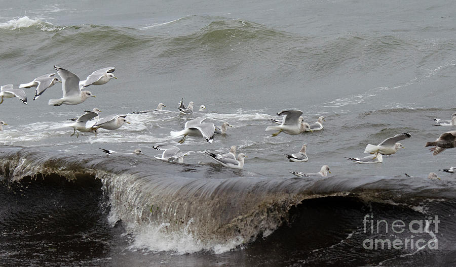A Flock Of Seagulls 2 Photograph by Bob Christopher