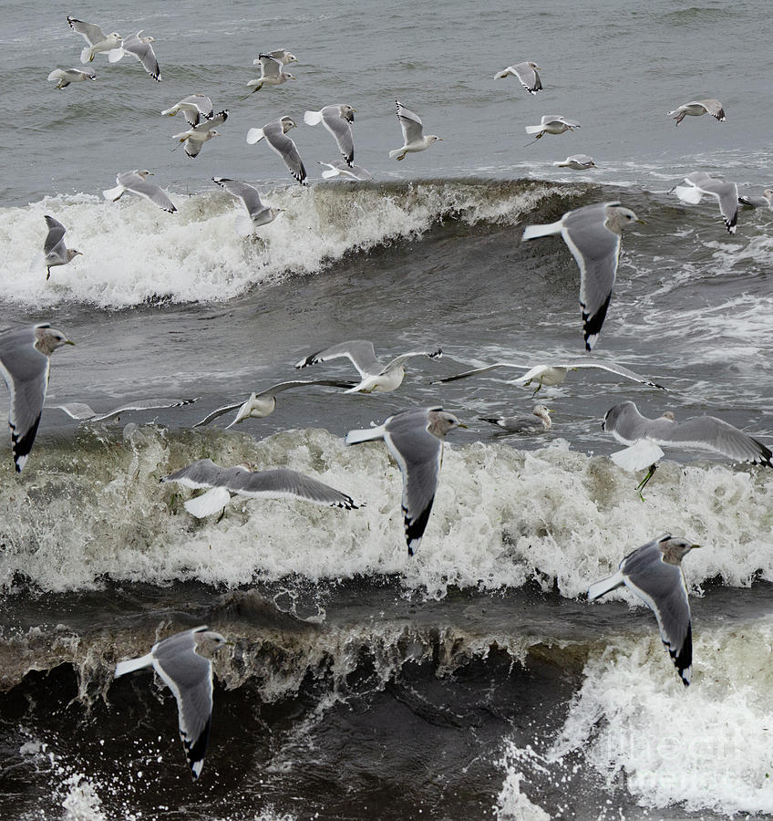 Bird Photograph - A Flock Of Seagulls 3 by Bob Christopher