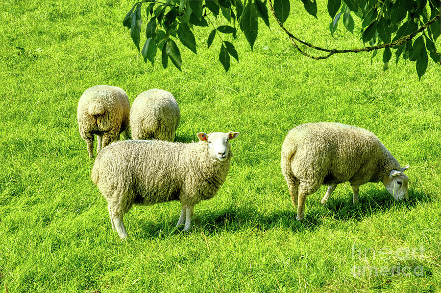 A flock of sheep in a field in Heywood, Grt Manchester, England, UK Photograph by Pics By Tony