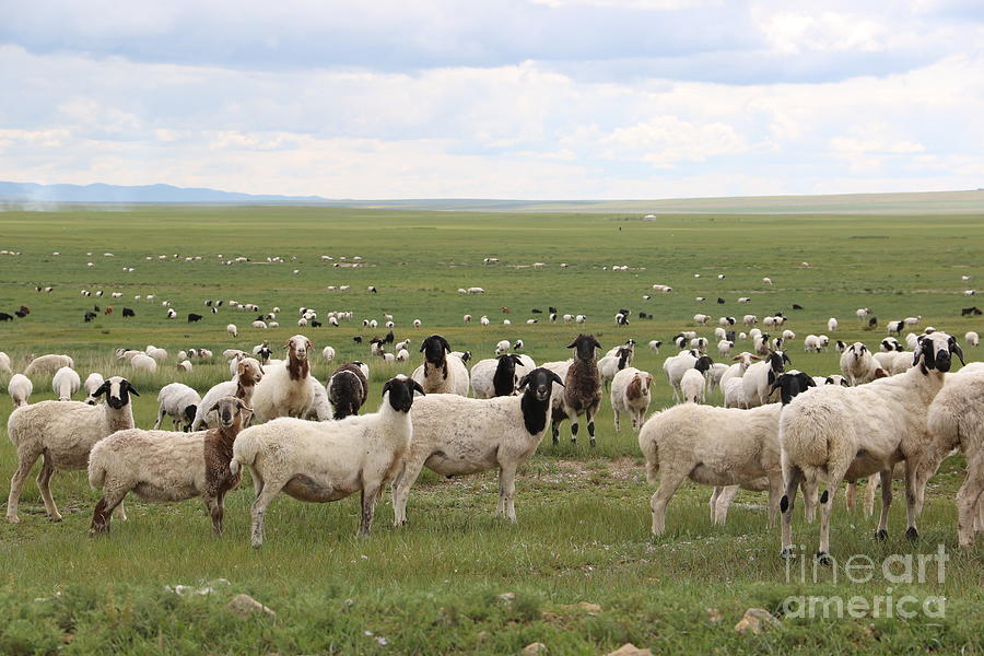 a flock of sheep in Mongolia Photograph by Otgon-ulzii Shagdarsuren ...