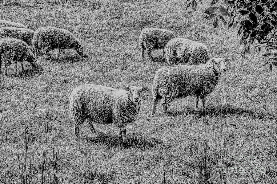 A Flock Of Sheep In Monochrome Photograph