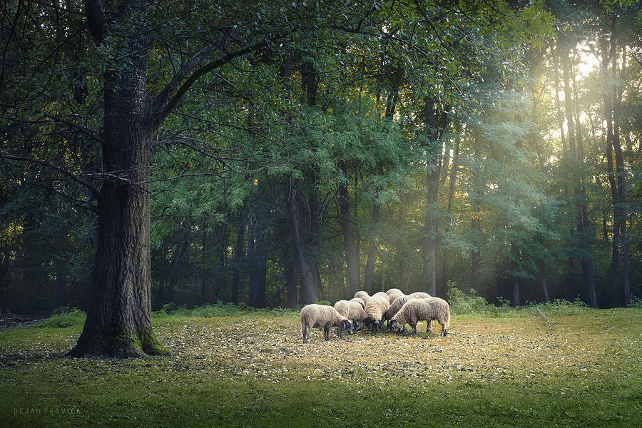 A flock of sheep is grazing in the forest Photograph by Dejan Travica
