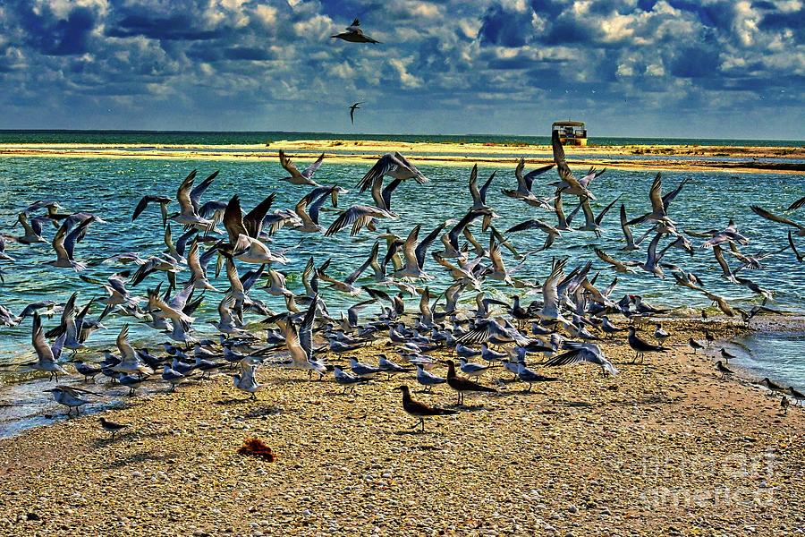 A Flock Of Terns Photograph By Hans Suess Fine Art America