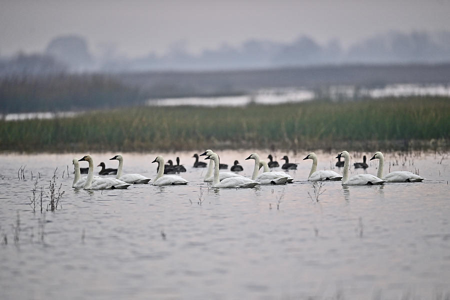 A Flock of Tundra Swans - San Luis NWR, Los Banos Photograph by Amazing Action Photo Video