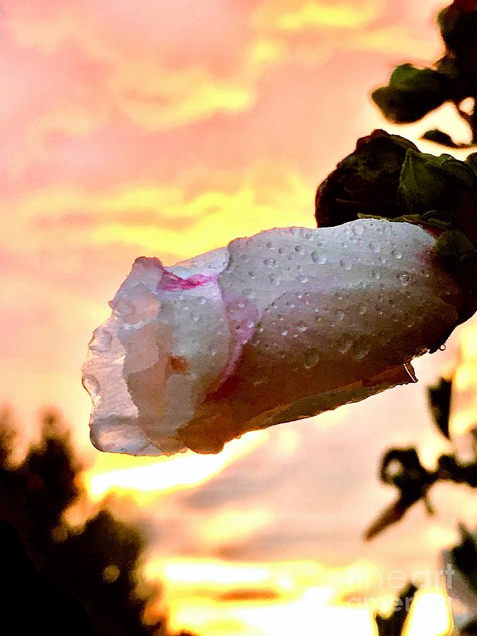 A Floral In The Rain At Sunset Photograph