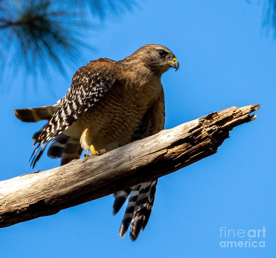 A Florida Red-Shouldered Hawk Hunting Photograph by L Bosco