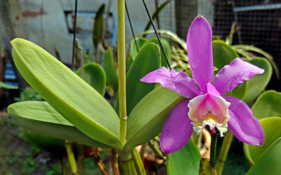 A flower is always a great gift and the orchid is an excellent choice. Photograph by CRMacedonio