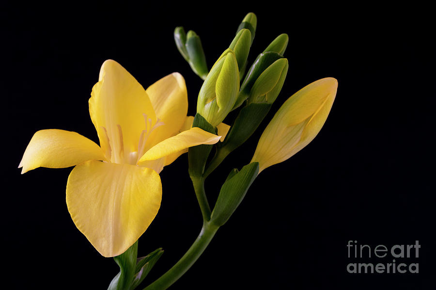 A Flowering Freesia Photograph by Wendy Wilton