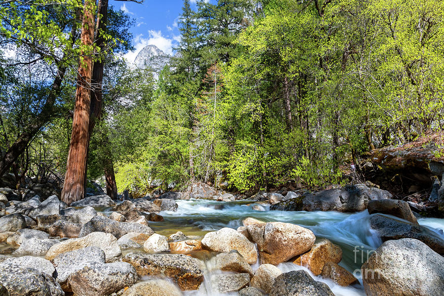 A flowing mountain river in Yosemite National Park, with the Half Dome visible through the trees. California, USA Photograph by Jane Rix