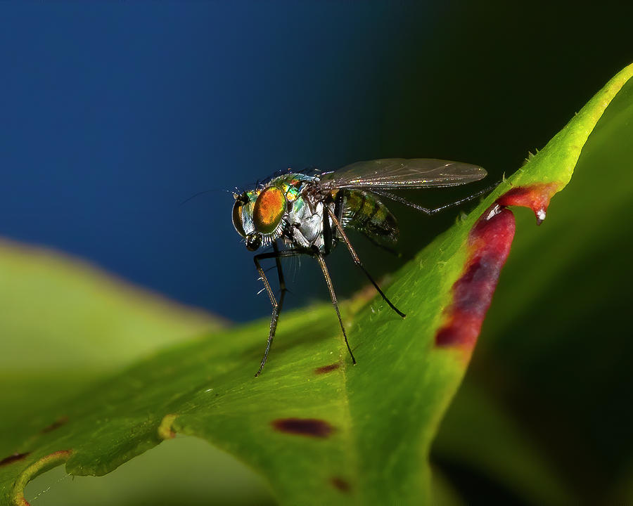 A Fly in the Garden Photograph by Mark Andrew Thomas