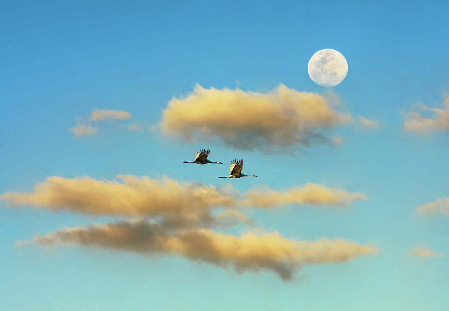 A Flying Mated Pair of Sandhill Cranes Photograph by Hillary Kladke