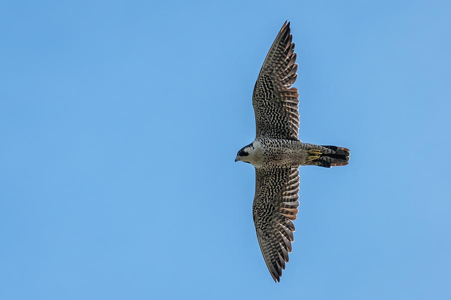 A Flying Peregrine Falcon Photograph by Bradford Martin