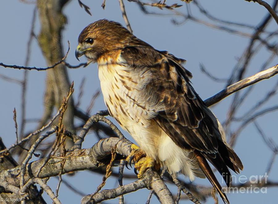 A Focused Red Tail Hawk Photograph by David Taylor