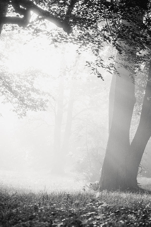 A foggy autumn morning Photograph by Xxx