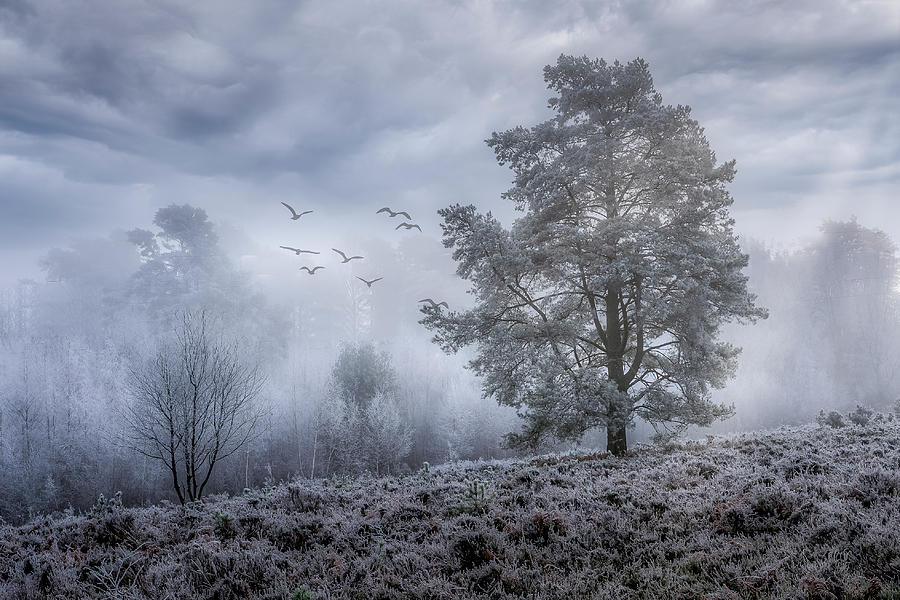A-Foggy-Day Photograph by Chris Boulton
