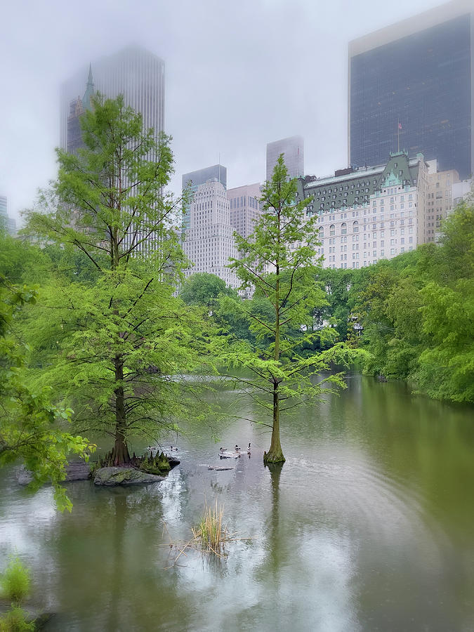 A foggy day in Central Park Photograph by Cate Franklyn