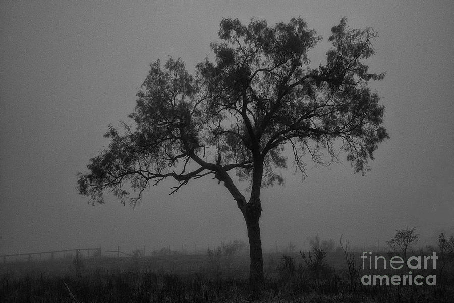 A Foggy Morning Stroll on Del Mar Ranch 2 Photograph by Bob Phillips