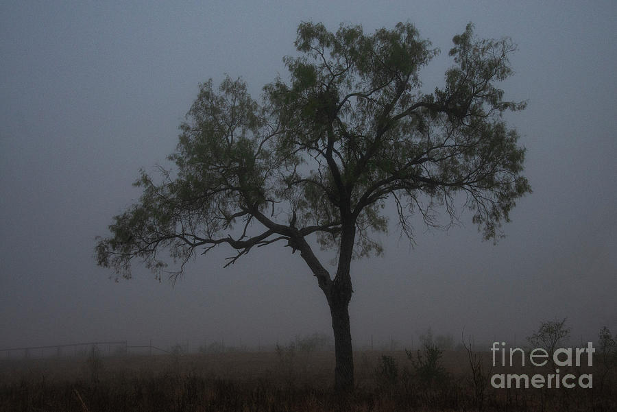 A Foggy Morning Stroll on Del Mar Ranch Photograph by Bob Phillips
