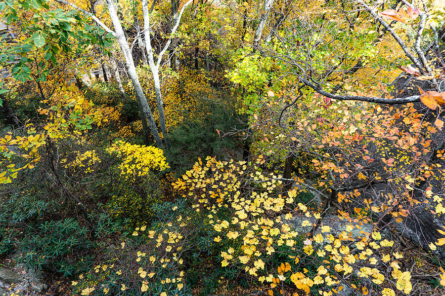 A Forest Glade Of Orange, Yellow And Green Photograph by Katherine Y Mangum