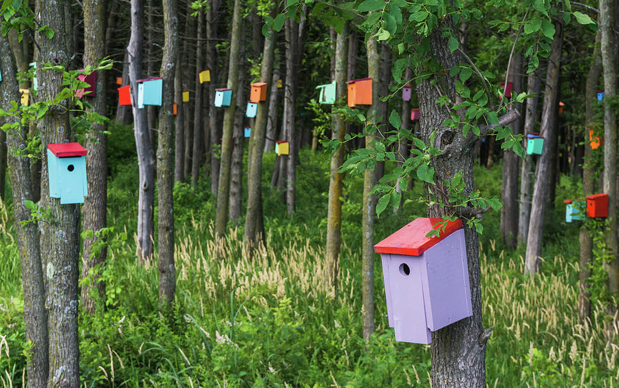 A forest of colorful birdhouses Photograph by Ann Moore