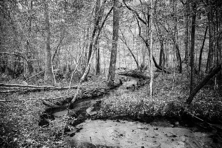 A Forest Stream in Black and White Photograph by Bob Decker
