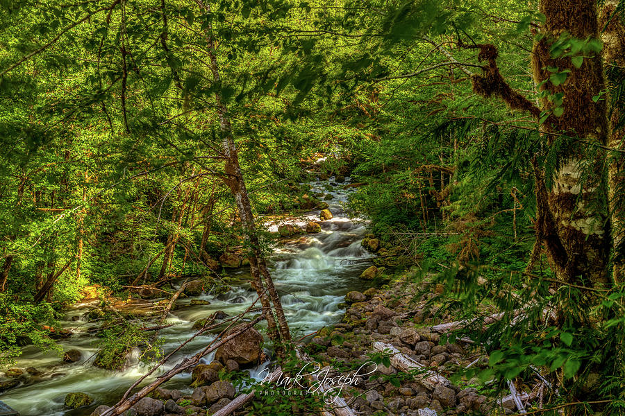 A Forest Stream Photograph by Mark Joseph