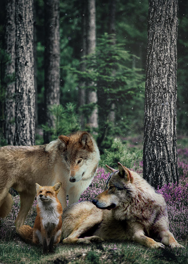 A Fox Among Wolves Digital Art by Michael Charliers - Fine Art America