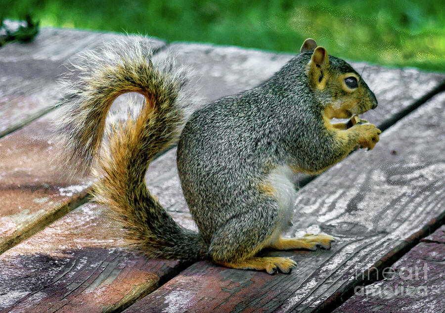 A Fox Squirrel Portrait Photograph by Robert Bales | Pixels