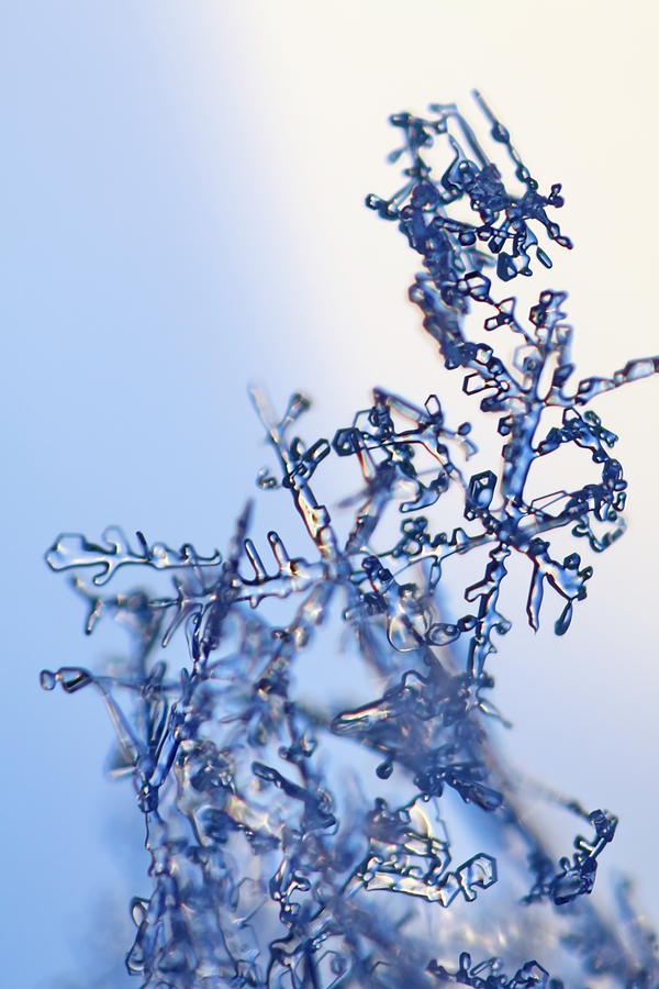 A fragile tangle of snowflakes Photograph by Ulrich Kunst And Bettina Scheidulin