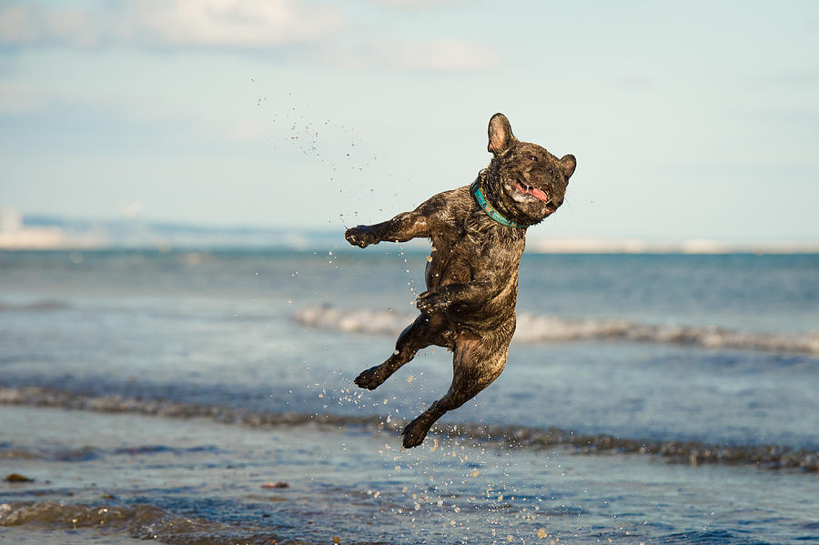 A French Bulldog jumping at the beach Photograph by Brighton Dog Photography