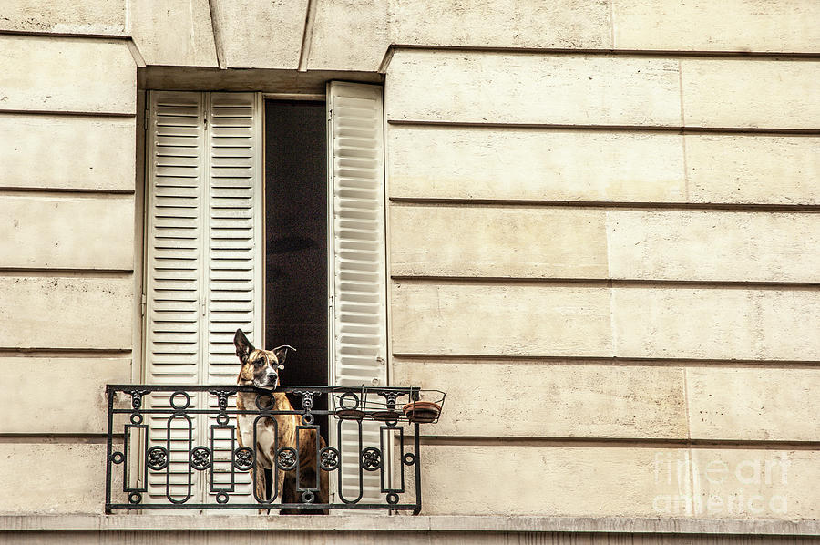 A French Dog In Waiting Photograph