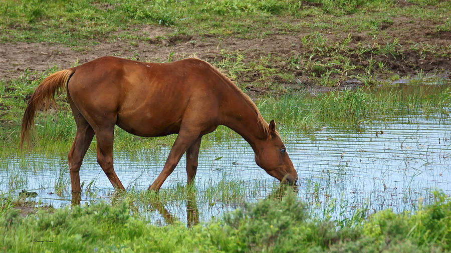 A Fresh-Water Pond, Perfect for a thirsty Horse Photograph by Tracey Vivar