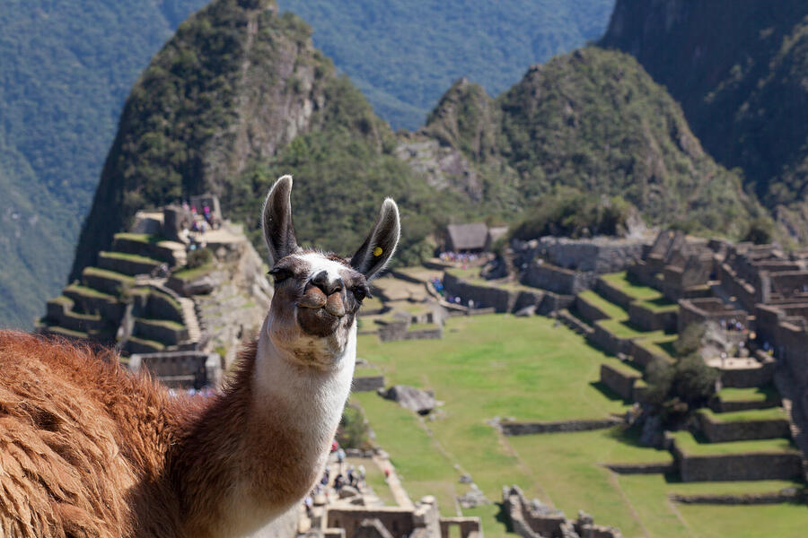 A Friendly Face on Top of Machu Picchu Photograph by Geraint Rowland Photography