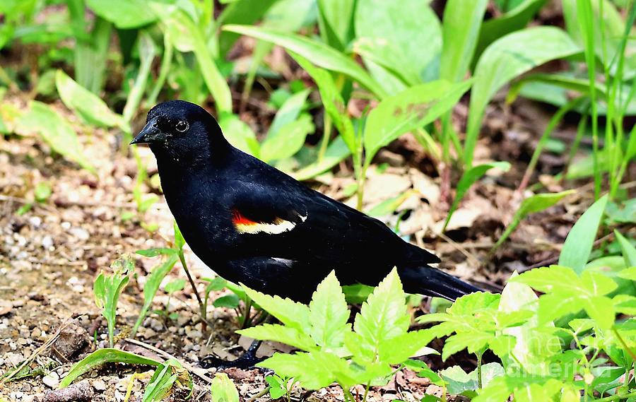 Madison Photograph - A Friendly Red-Winged Blackbird at Picnic Point by Martha Sherman