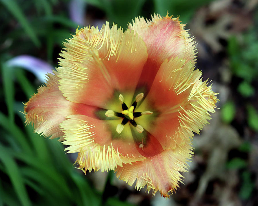 A Fringed Tulip Photograph by David T Wilkinson
