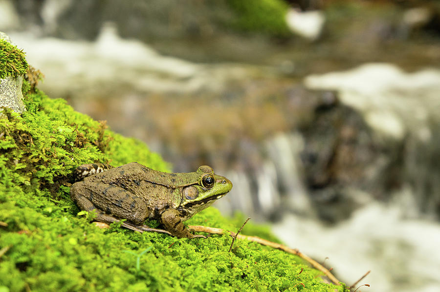 A frog by a river in the summer - Delaware Water Gap, New Jersey Photograph by Ellie Teramoto