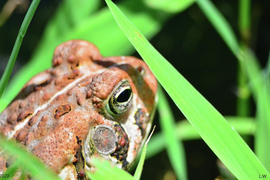 A Frog In The Grass Photograph by Lisa Wooten