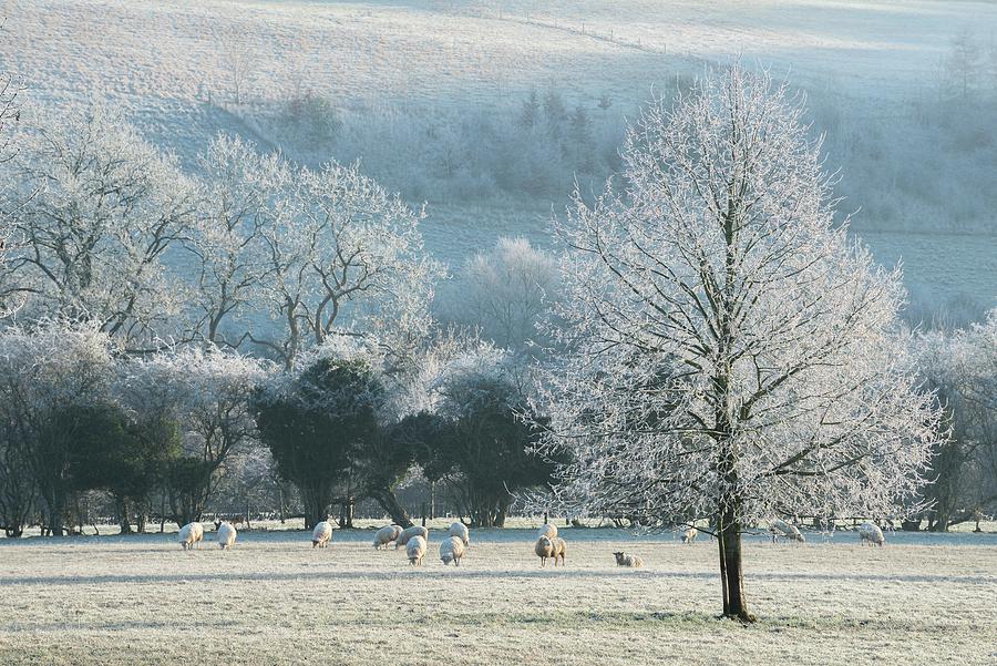 A Frosty Day, Cotswolds, England, UK Photograph by Sarah Howard