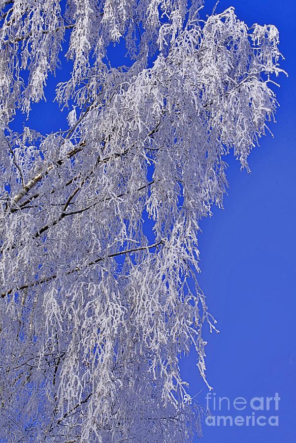 A frosty tree 1 Photograph by Esko Lindell - Pixels