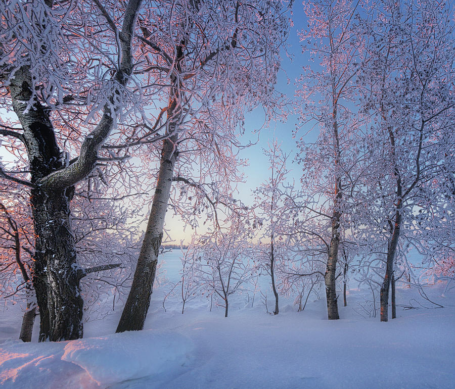 A Frosty Winter Wonderland Photograph by Dan Jurak