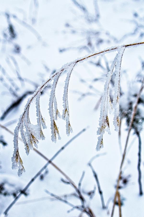 A Frozen Stalk of Grass Photograph by Loren Gilbert