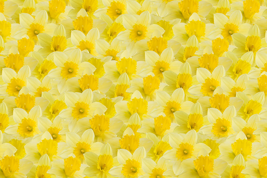 A full image of a daffodil background Photograph by Andyd